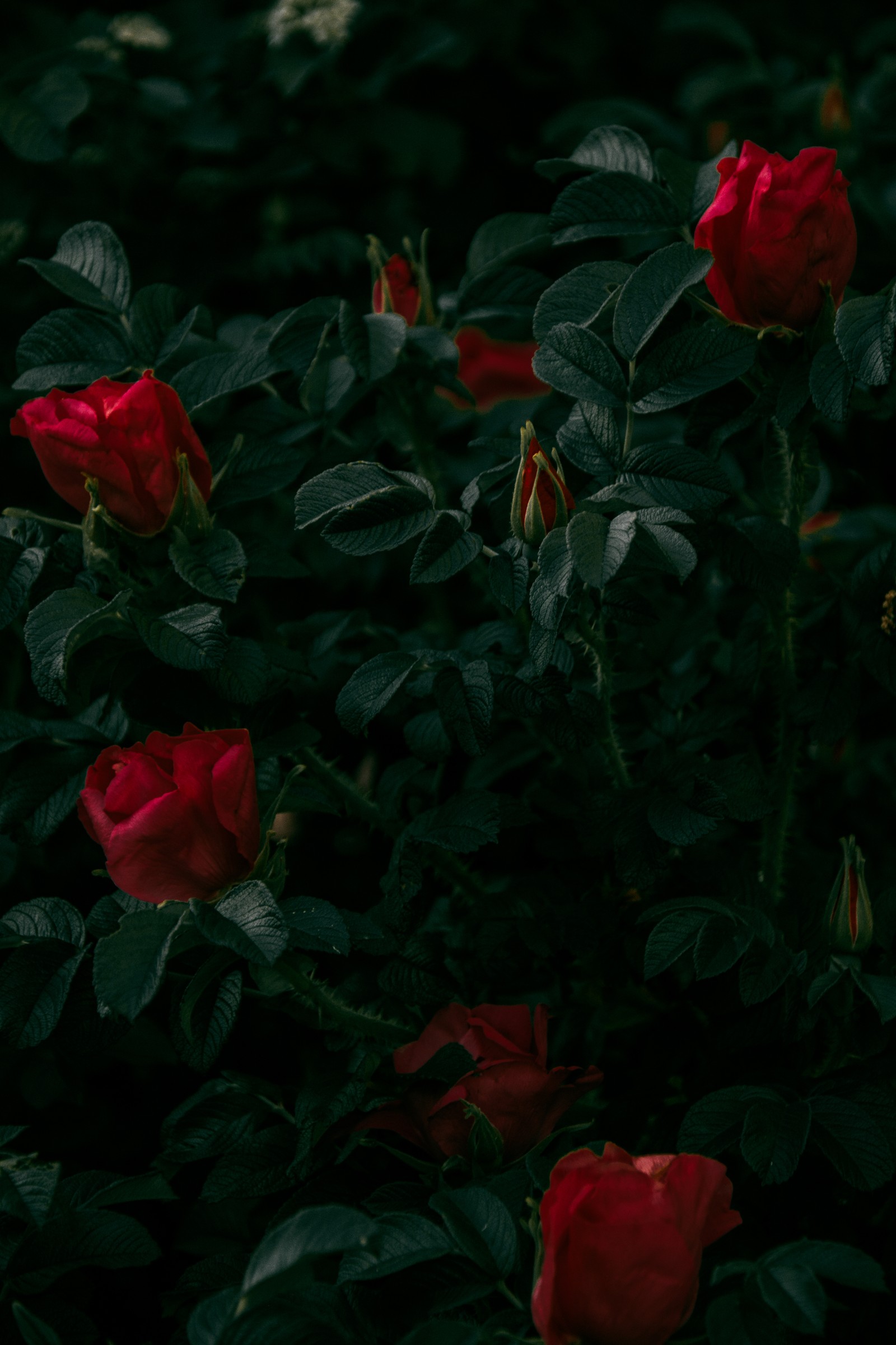 Il y a beaucoup de roses rouges qui poussent dans un buisson avec des feuilles vertes (plante, pétale, botanique, rose, plante à fleurs)