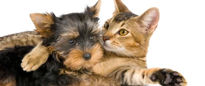 cat, perro, cachorro, raza de perro, yorkshire terrier