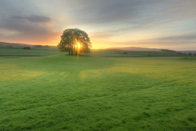 grasland, baum, wiese, morgen, gras