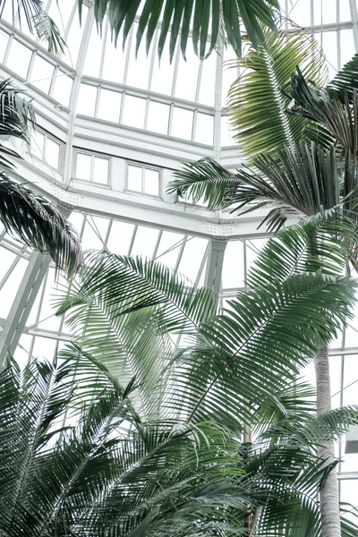 De grandes feuilles de palmier vertes sous un dôme en verre, mettant en valeur une végétation vibrante et un design botanique complexe.