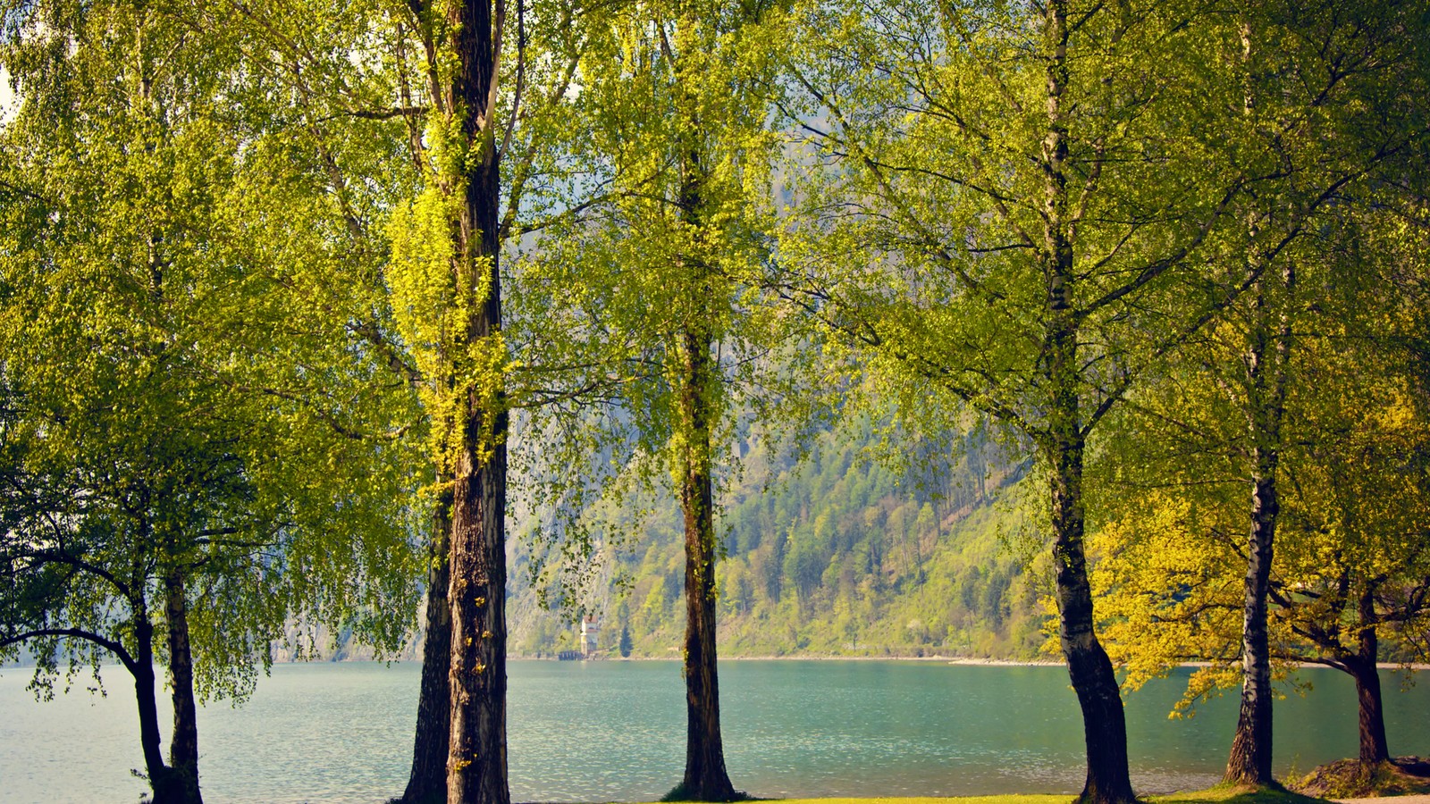 Des arbres bordent le rivage d'un lac avec un banc au premier plan (nature, paysage, eau, plante, écorégion)