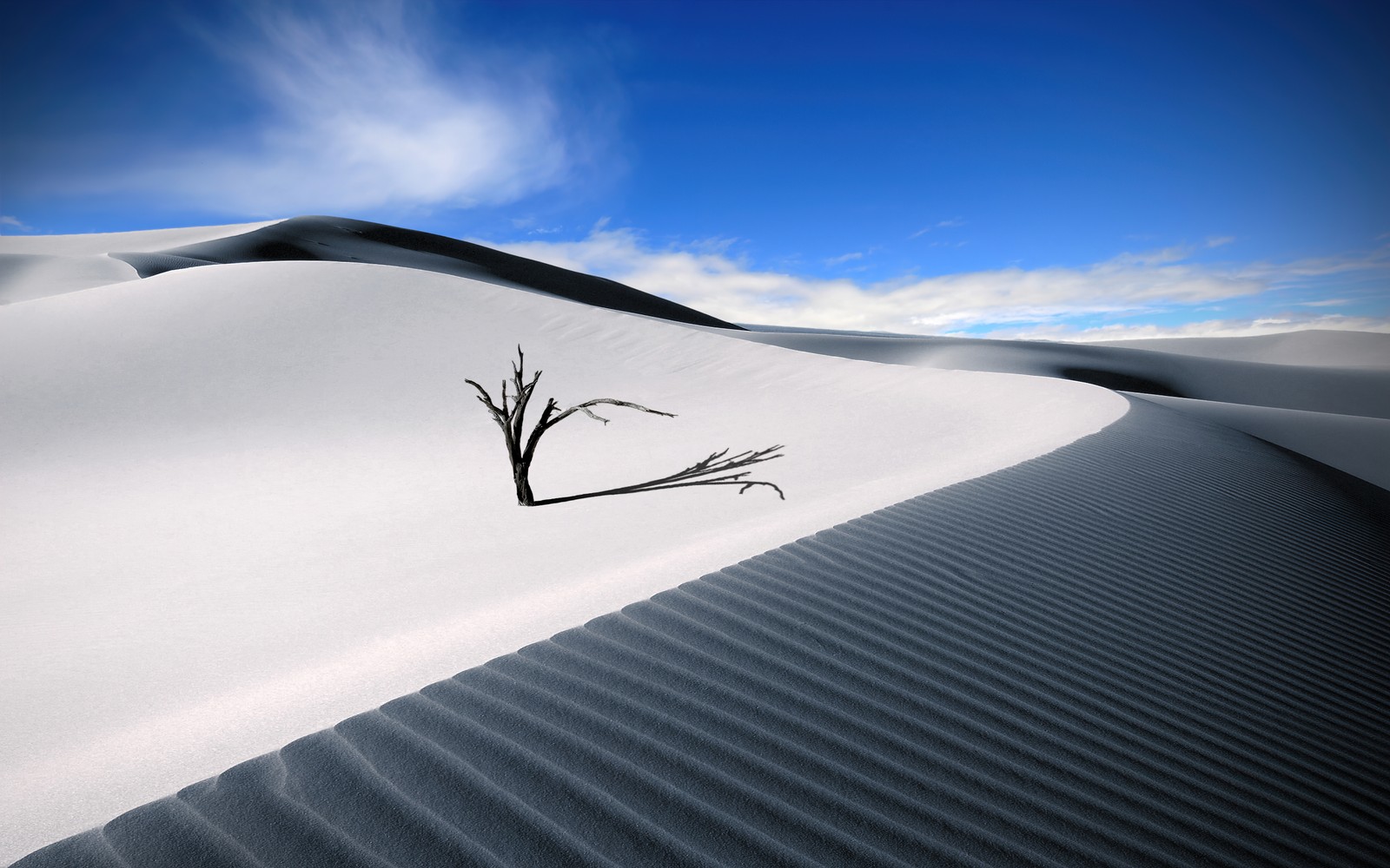 Un arbre solitaire au milieu d'un désert sous un ciel bleu (dunes de sable, arbre solitaire, désert, ciel bleu, paysage)