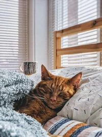 Gemütliche getigerte Katze schläft bequem auf einem Bett