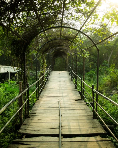 Wooden Walkway Through Lush Green Nature Reserve