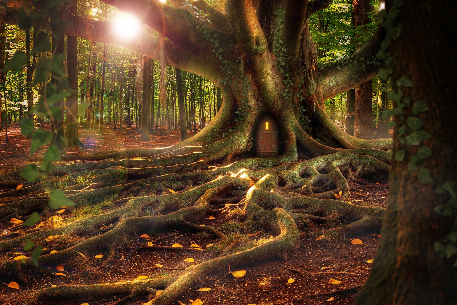 A close up of a tree with many roots in a forest (fantasy, forest, nature, tree, natural environment)