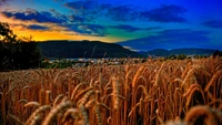 Campo de trigo dourado sob um céu vibrante ao pôr do sol