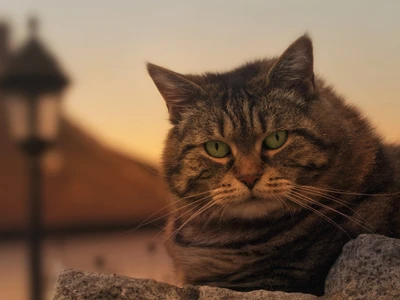 Close-up of a tabby cat with striking green eyes and prominent whiskers, perched on a stone with a warm sunset backdrop.