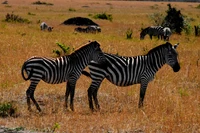 wild, viagem, fauna, zebra, animal terrestre