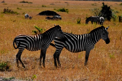 wild, viagem, fauna, zebra, animal terrestre