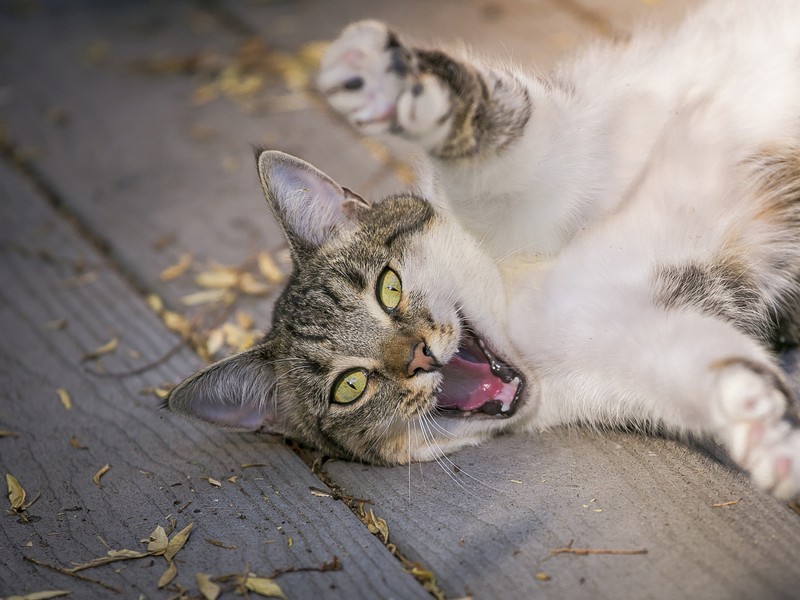 Кот, который лежит на земле (котёнок, полосатый кот, эгейская кошка, кошки маленьких и средних размеров, фауна)