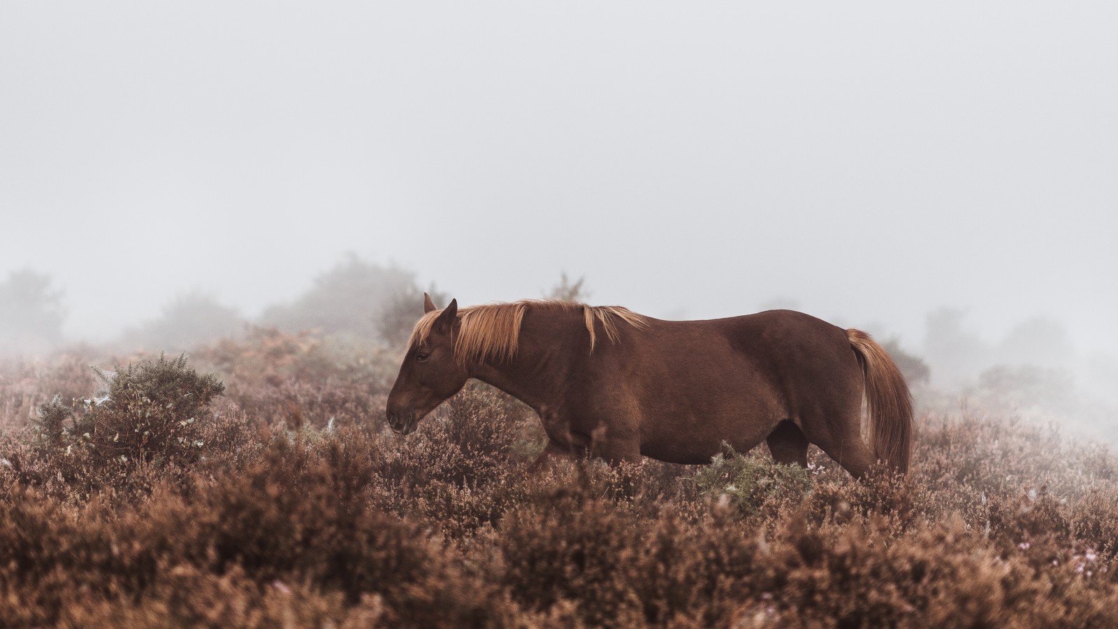 Hay un caballo de pie en la hierba (caballo, caballo mustang, ecorregión, vida silvestre, prado)