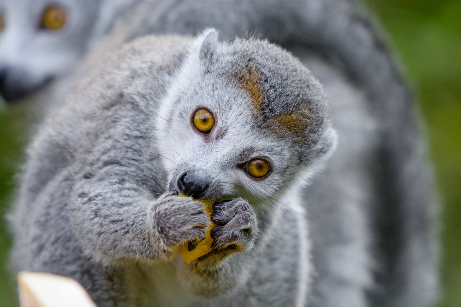 Ein lemur isst eine banane im gras. (landsäugetier, schnauze, lemur, wildleben, primat)