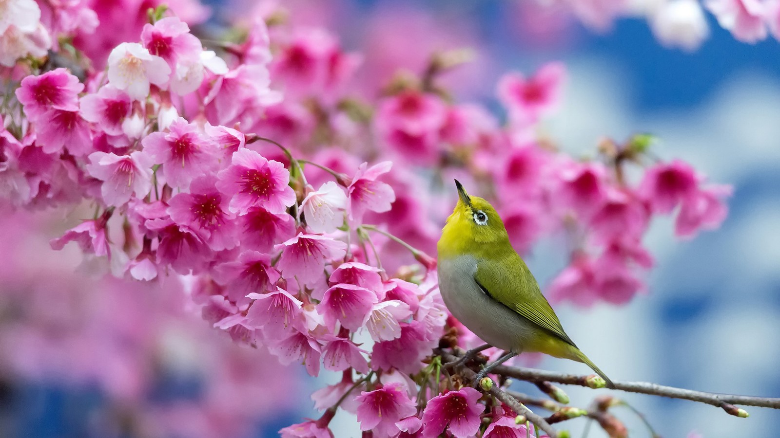 There is a bird sitting on a branch of a tree with pink flowers (spring, bird, flower, plant, branch)