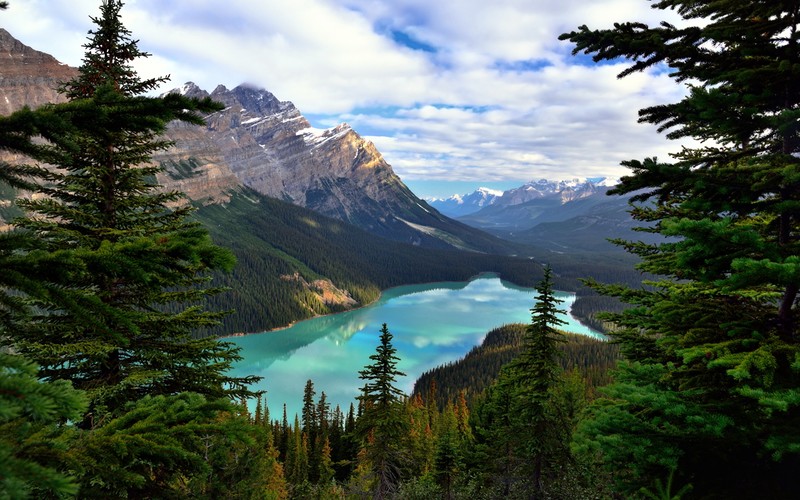 Вид на озеро, окруженное деревьями и горами (озеро пейто, банф, banff, гора, парк)