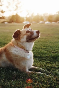 Retriever de caza de pato de Nueva Escocia relajándose en la hierba iluminada por el sol