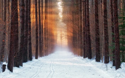 Sendero invernal iluminado por el sol a través de un bosque de coníferas cubierto de nieve