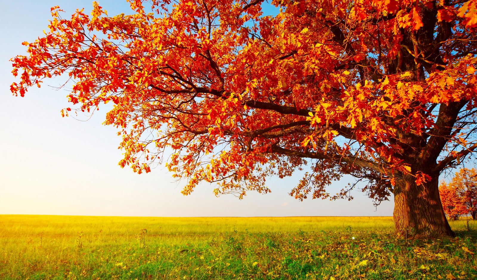 A large tree in a field with a blue sky in the background (tree, nature, leaf, autumn, sky)