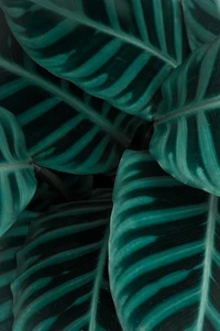 Close-up de folhas de plantas verdes exuberantes exibindo padrões intrincados em tons de teal e turquesa.