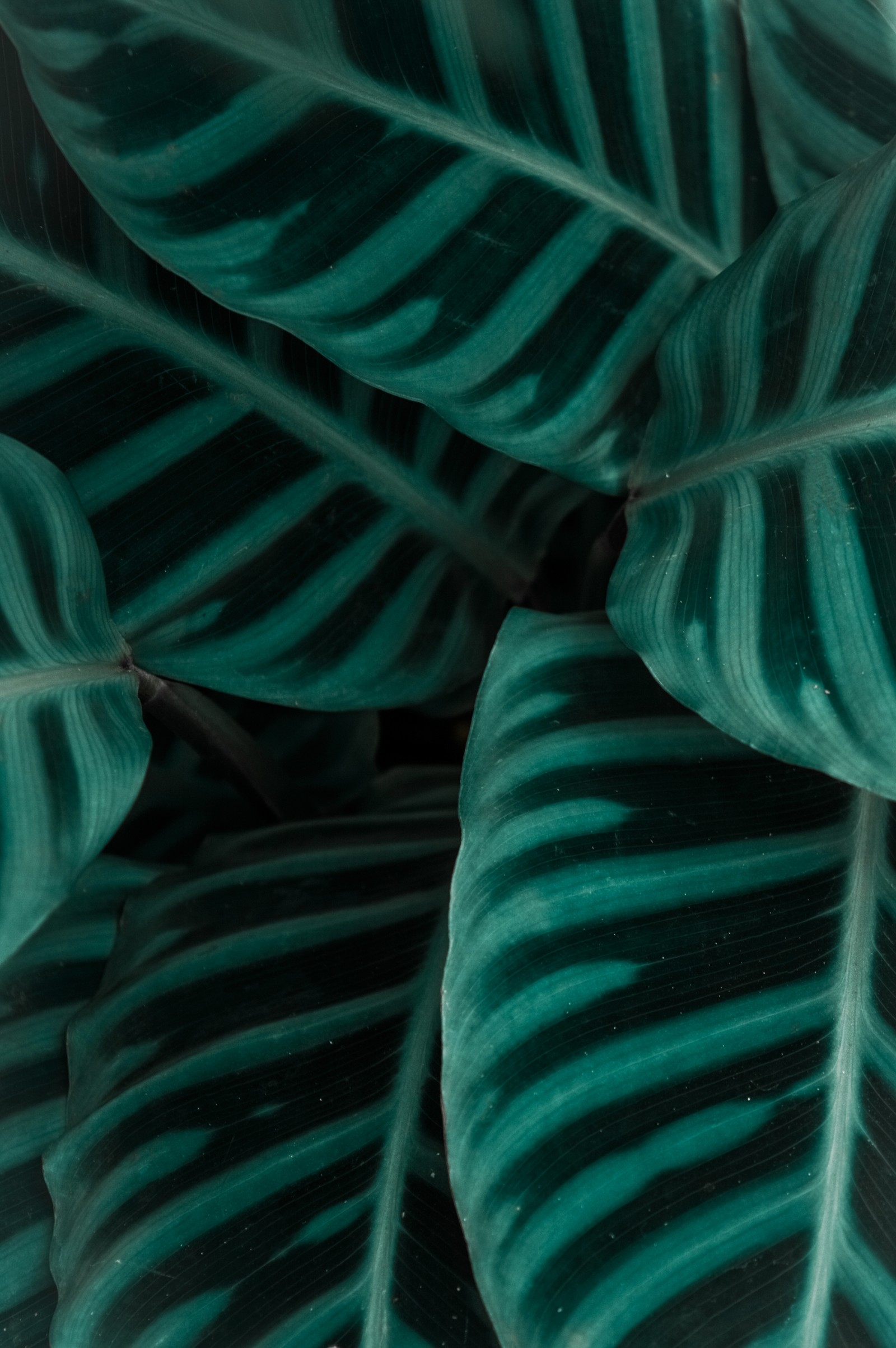 There is a close up of a green plant with large leaves (textile, green, aqua, teal, muscle)