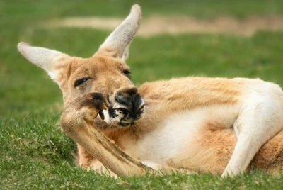 Canguru relaxado descansando em terreno gramado