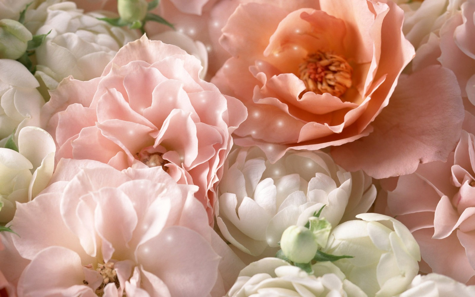 Il y a de nombreux types de fleurs dans cette image (fleur, rose, pivoines, pétale, roses de jardin)