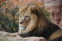 Majestic Masai Lion in a Natural Setting