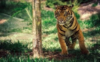 tiger, wildlife, terrestrial animal, siberian tiger, jungle wallpaper