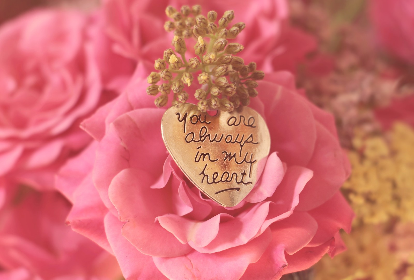 Un pendentif en forme de cœur avec un message dessus (saint valentin, rose, roses de jardin, fleur, pétale)