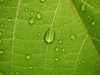 Primer plano de una hoja con gotas de agua que destacan su textura