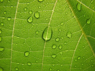 Close-Up of a Leaf with Water Droplets Highlighting Its Texture