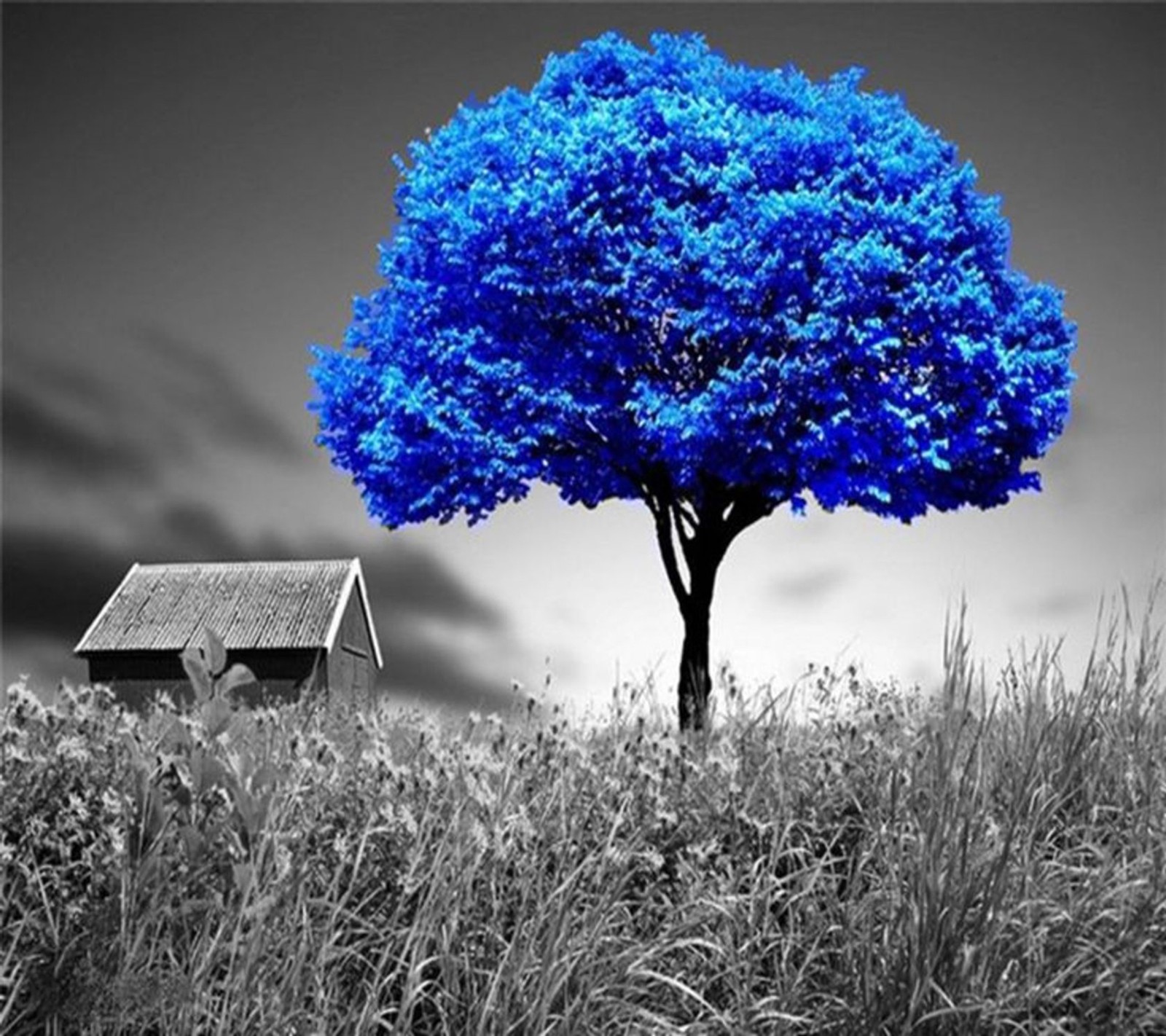 Un arbre bleu dans un champ avec une maison en arrière-plan (beau, paysage)