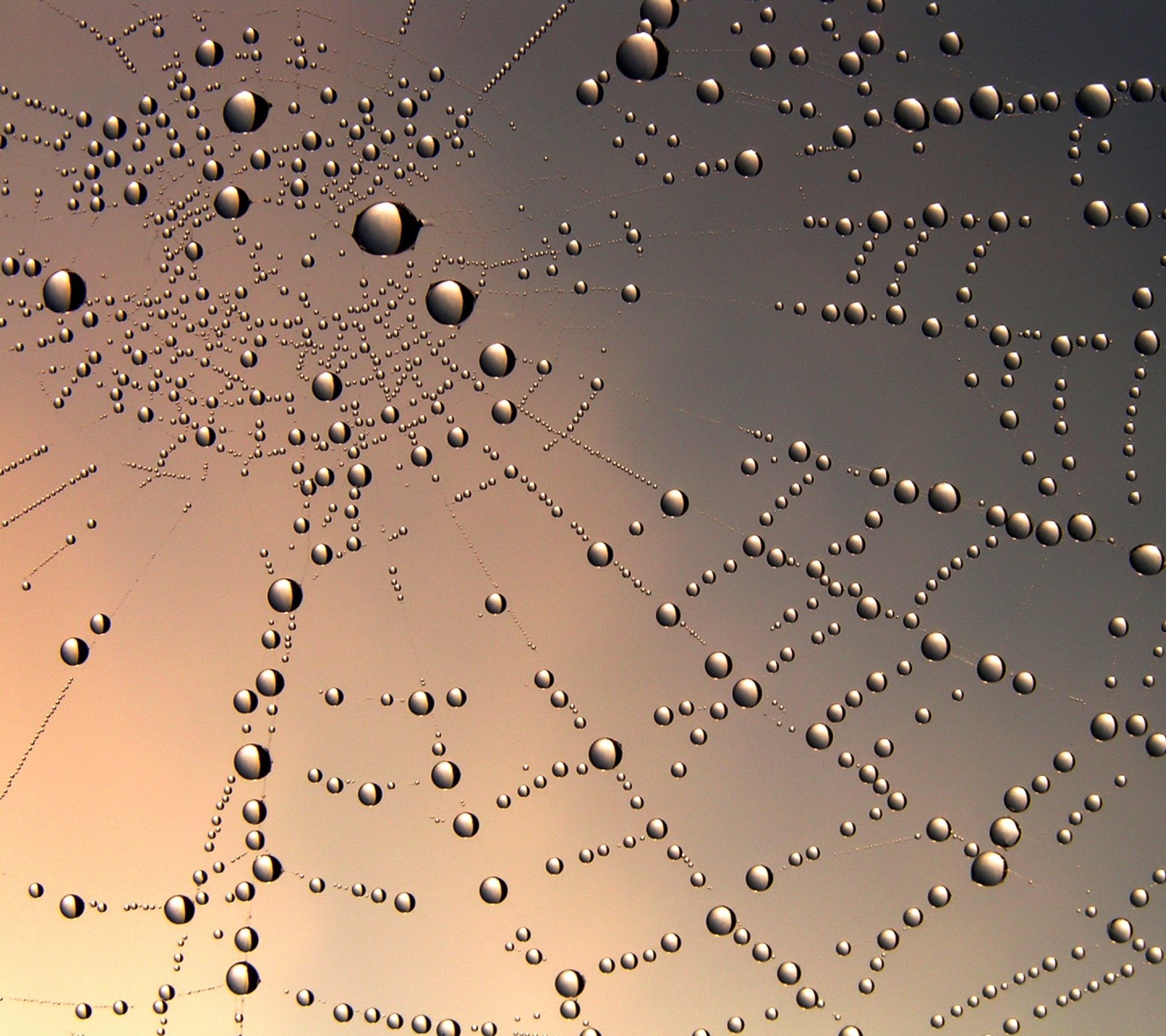 Arafed-bild eines spinnennetzes mit wassertropfen darauf (tropfen, regen, sipderweb)