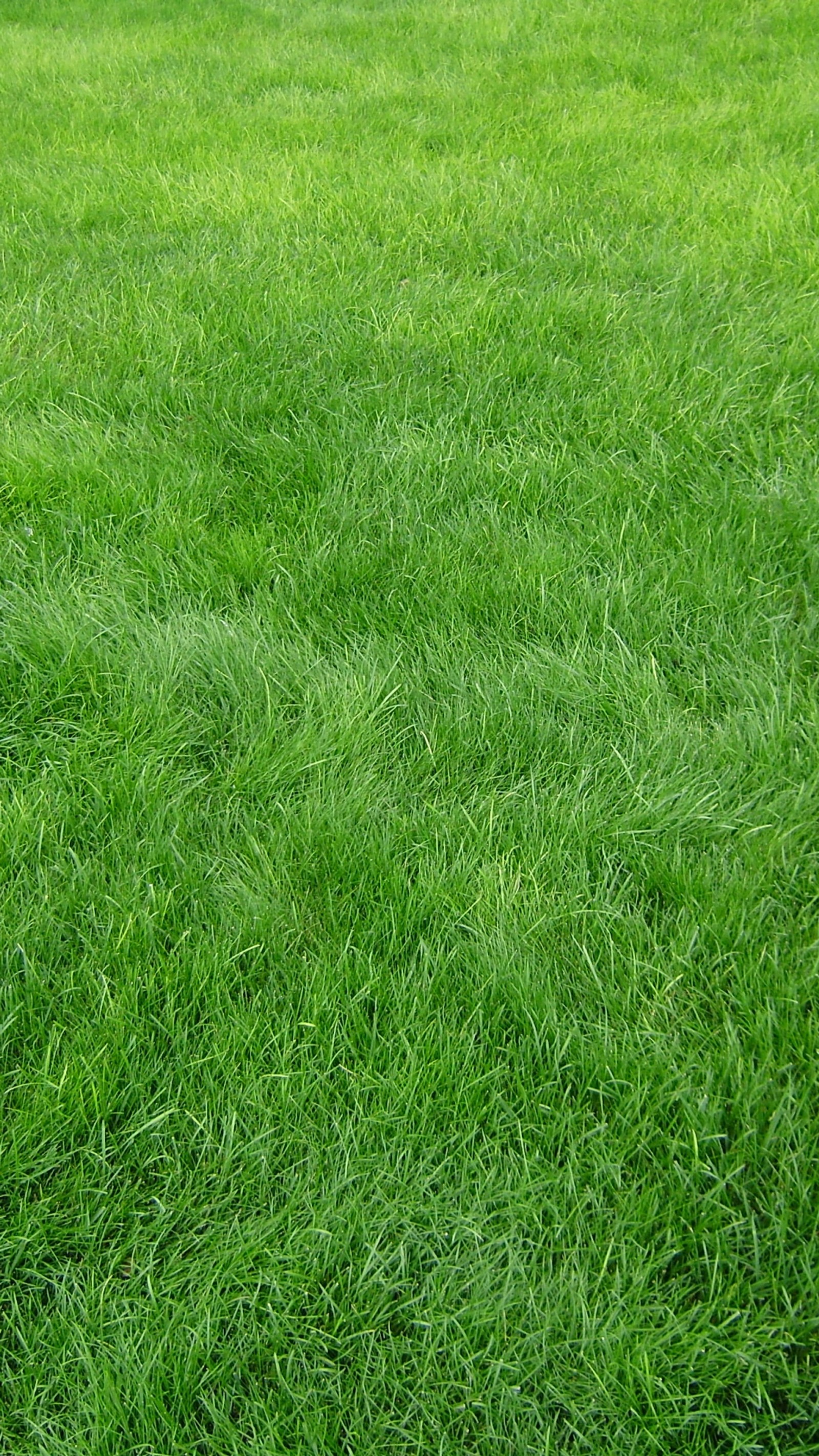 A close up of a green grass field with a red fire hydrant (grass, nature)