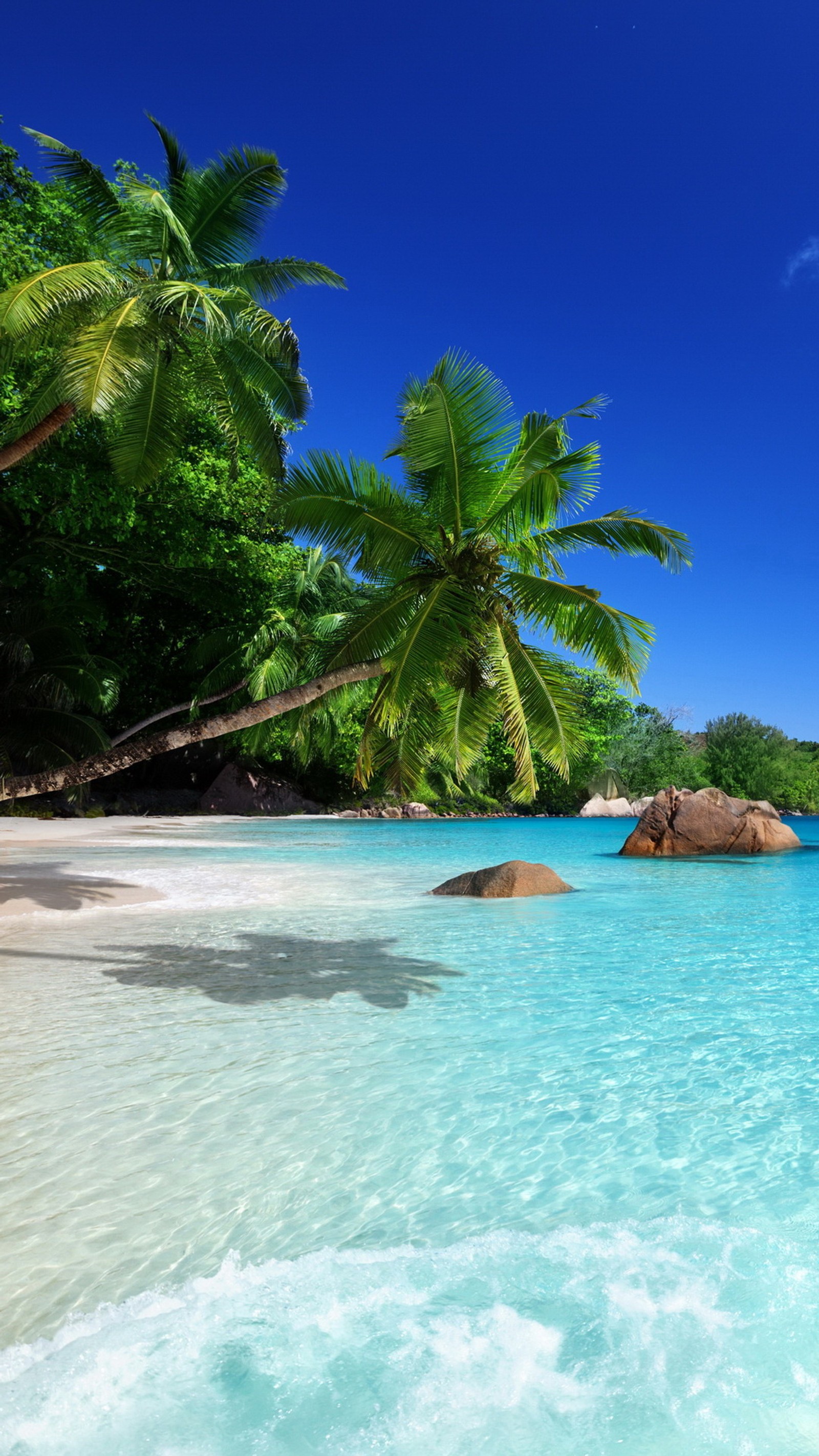 Une plage avec un palmier et un bateau dans l'eau (plage, mer, bleu, jour, princessha)