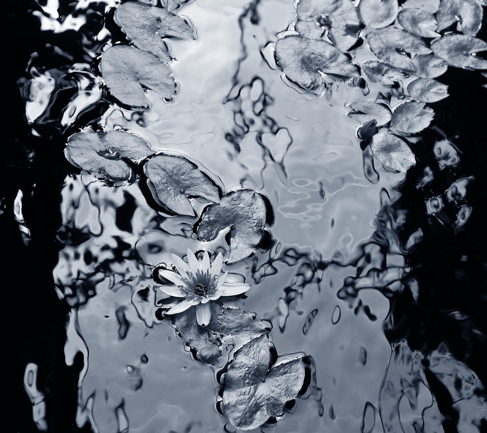 Gros plan d'un tas de nénuphars flottant sur un étang (nature, eau, fleur blanche)