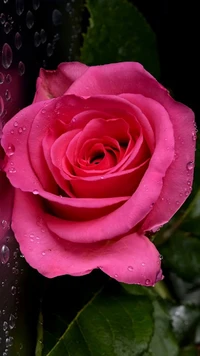 gotas, flor, rosa