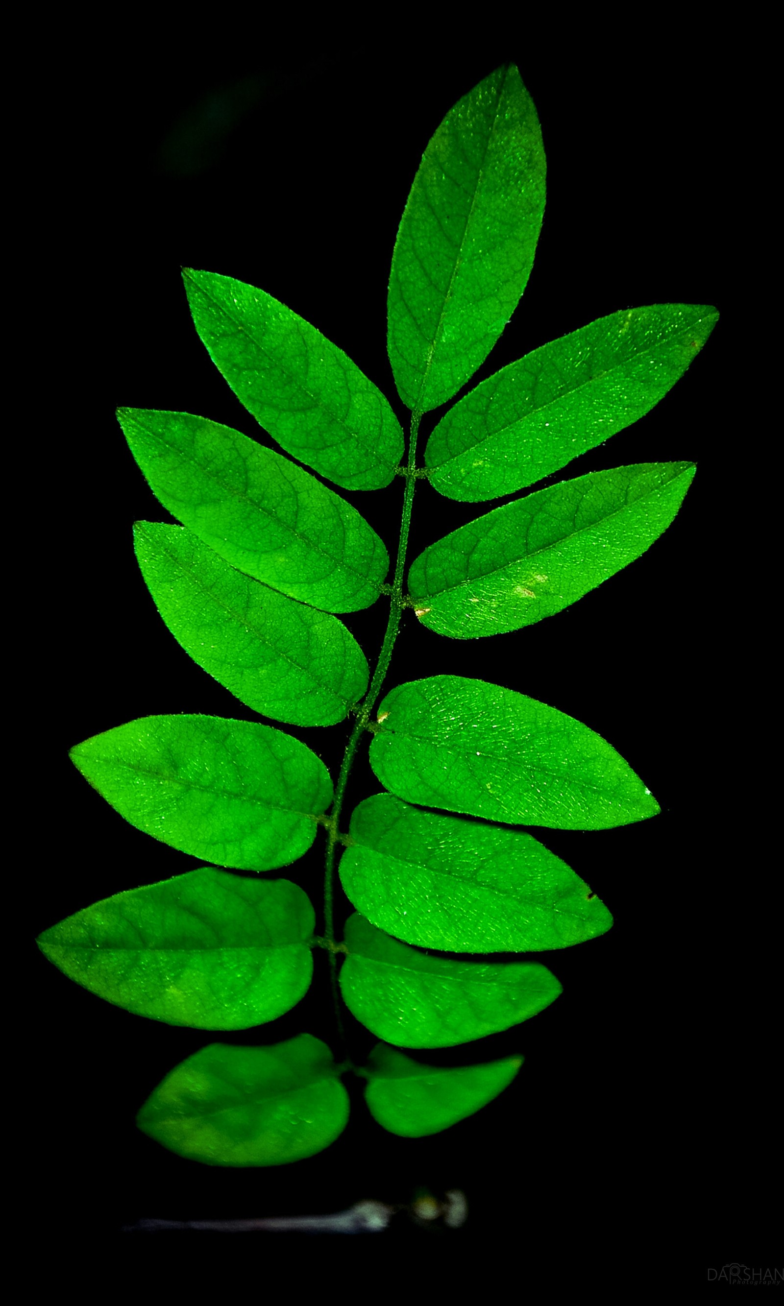 A close up of a green leaf on a black surface (black, green)