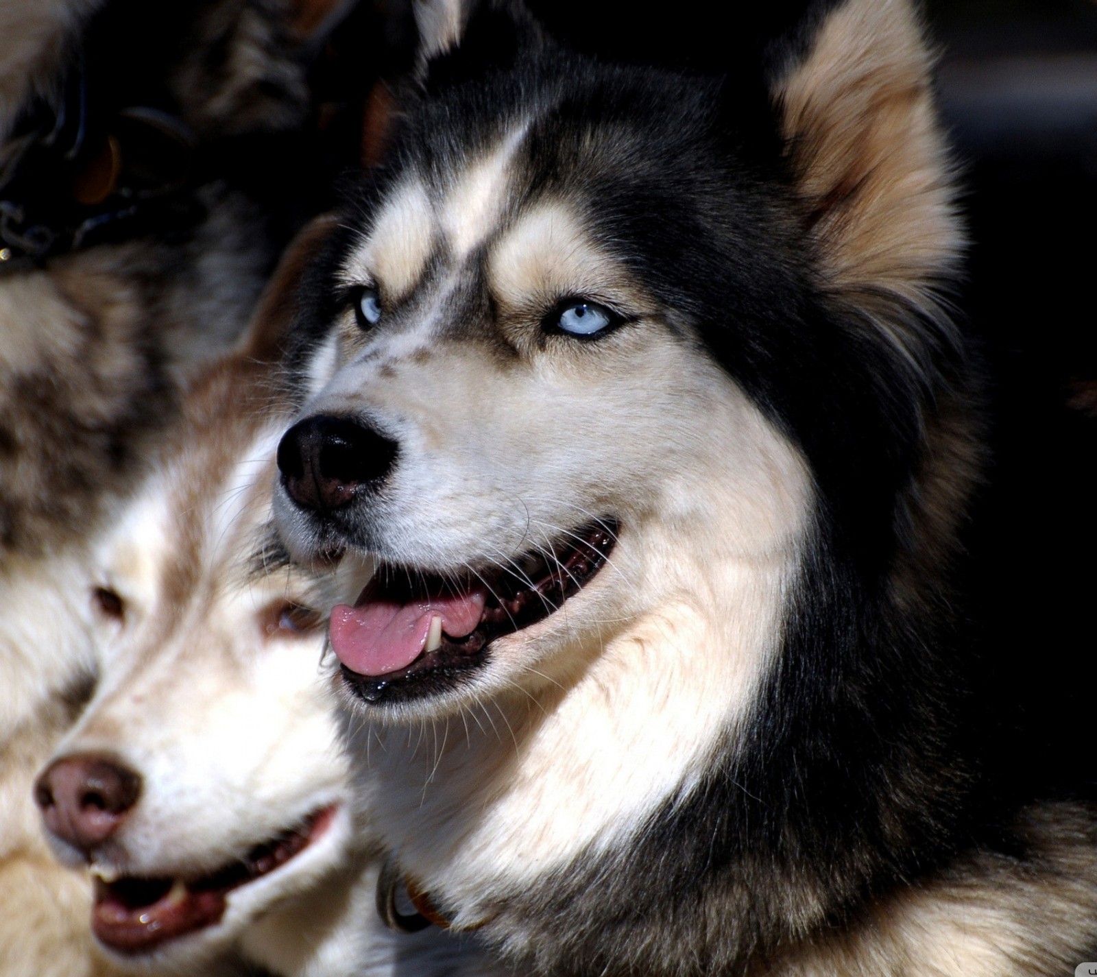 Dois cães estão sentados juntos com as cabeças viradas para o lado (animal, cachorro, husky, animal de estimação)