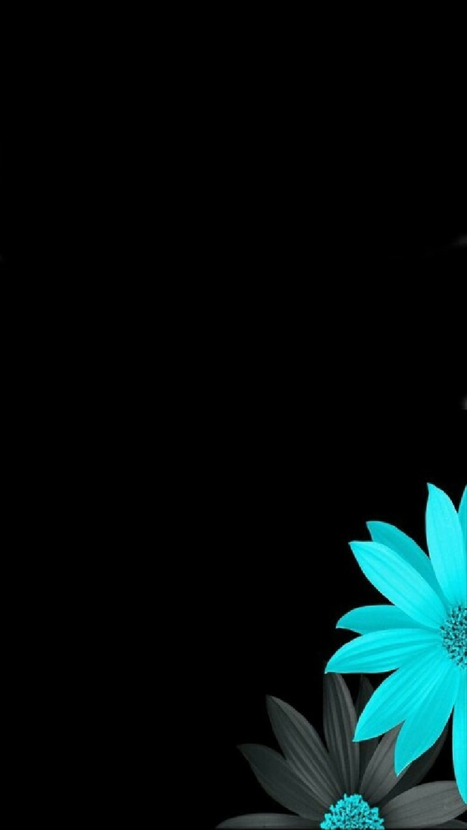 Flowers on a black background with a blue center (flower, turquoise, black, plant)