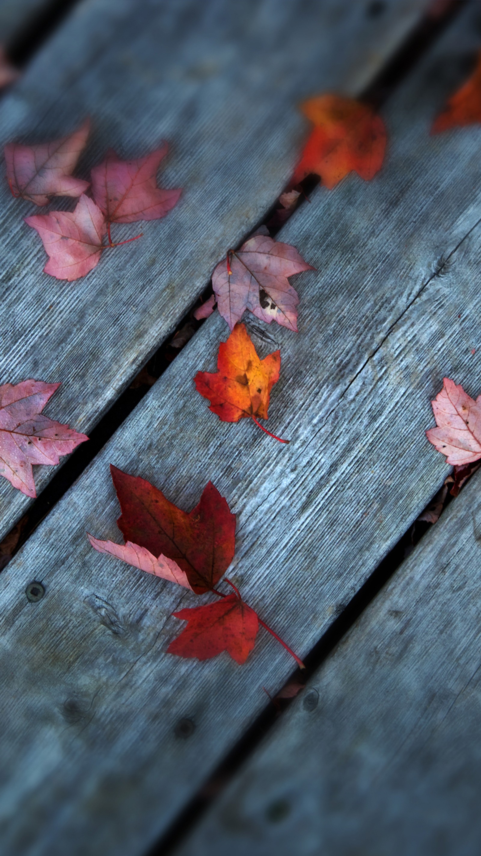 Leaves on a wooden surface with a blue background (autumn, awesome, beauty, cool, leave)