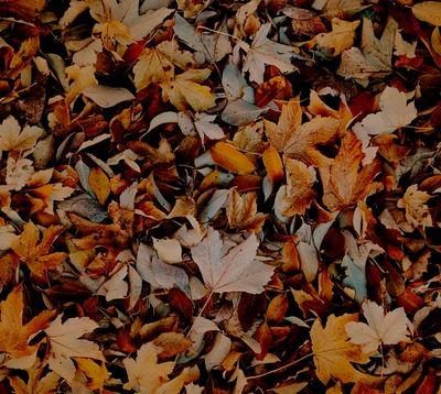 Autumn Leaves: A Tapestry of Brown and Orange