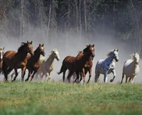 A herd of horses galloping across a dusty field.