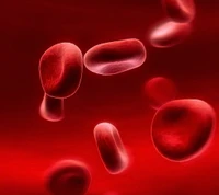 Microscopic View of Red Blood Cells in Motion