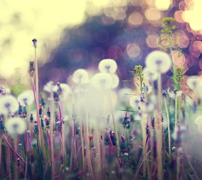 Dreamy Dandelion Fields in Cosmic Light