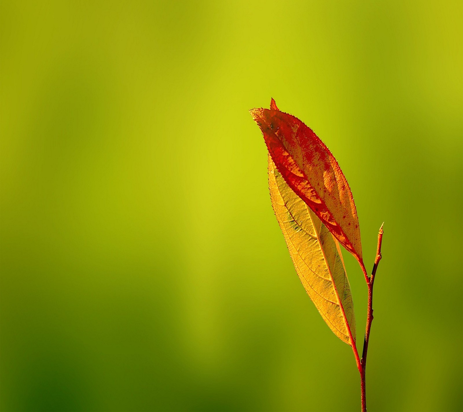 A close up of a leaf with a green background (dry, leaf)