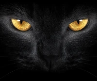 animal, negro, ojos de gato, ojos, pantera