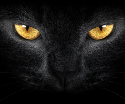 animal, black, cat eyes, eyes, panther