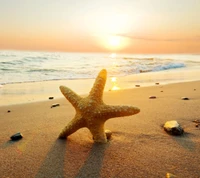 nature, sea, star fish wallpaper