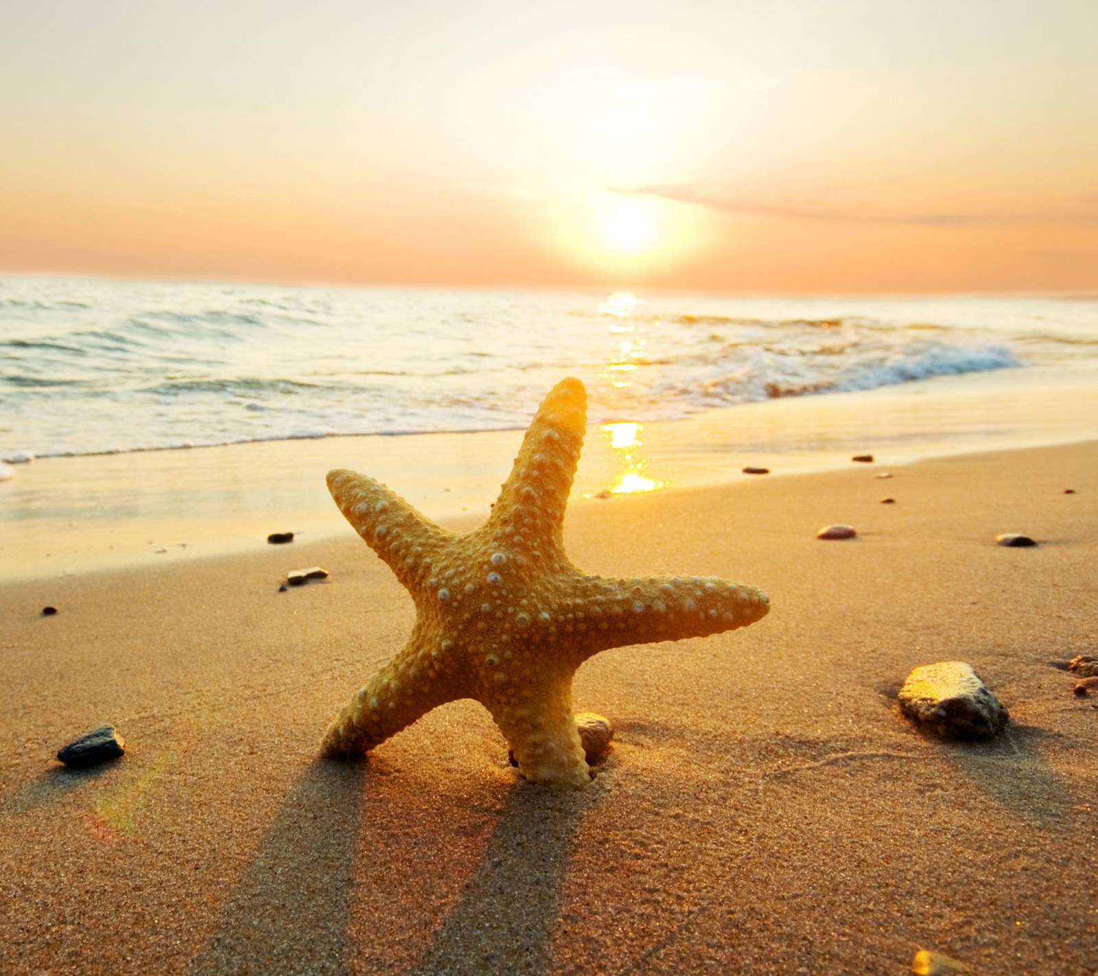 Araffe starfish on the beach at sunset with the sun setting (nature, sea, star fish)