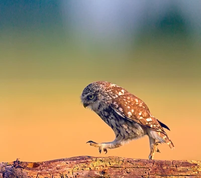 Pequena Coruja Andando em um Tronco de Madeira